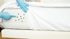 Image shows a person in blue disposable gloves pointing to bed bugs on a mattress, which will be treated with essential oils